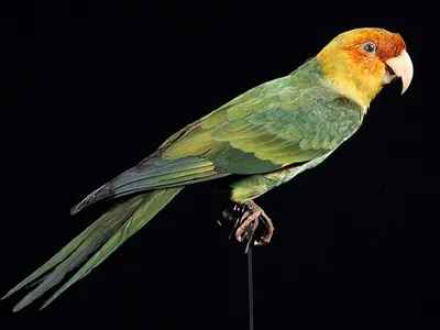 For reasons scientists still don&rsquo;t totally understand, these beautiful and mystical birds went extinct on February 21, 1918.