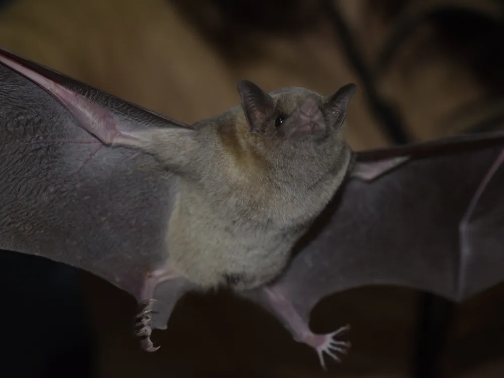 a bat seen from below, appearing to be in flight