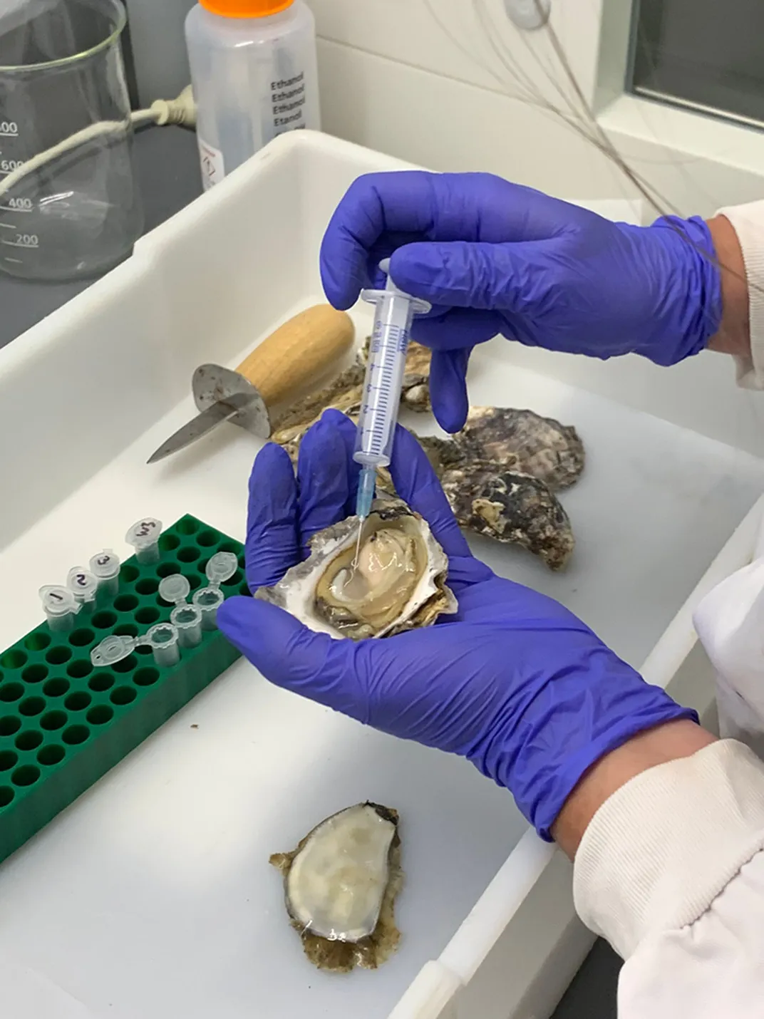 Gloved hands using a syringe to extract something from an oyster