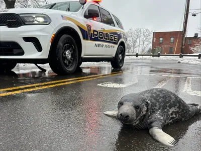 Police helped keep the baby seal out of harm&#39;s way until help could arrive.