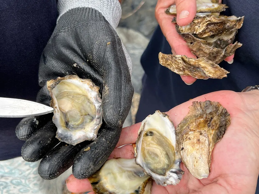 pair of hands holding oysters that have been shucked