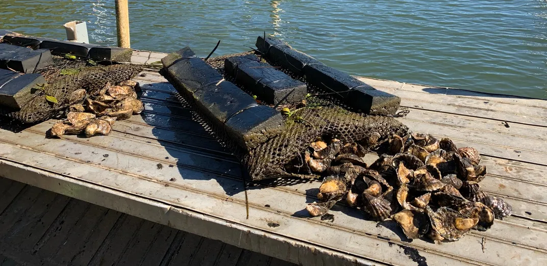 Pile of oysters on a wooden dock