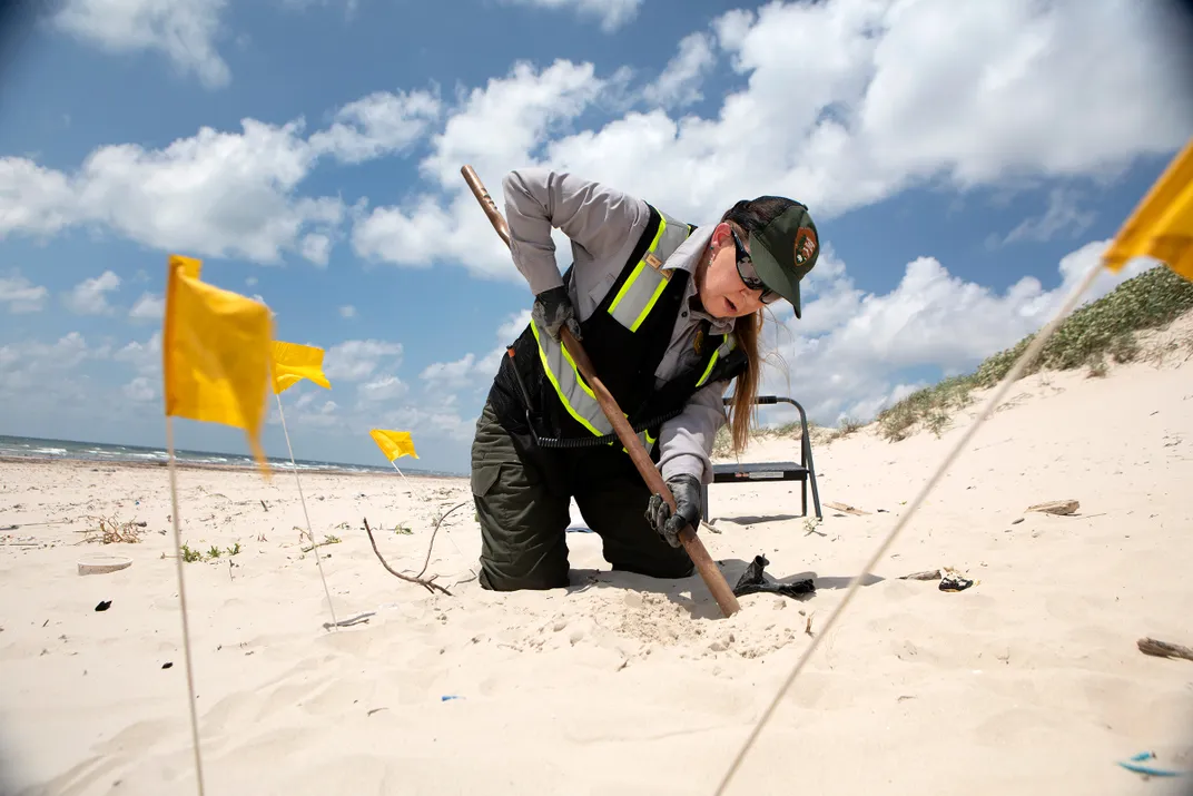 Studying Sea Turtle Nest