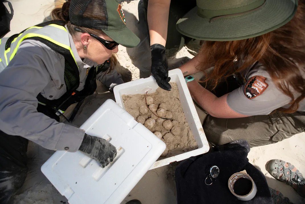 Collecting Sea Turtle Eggs