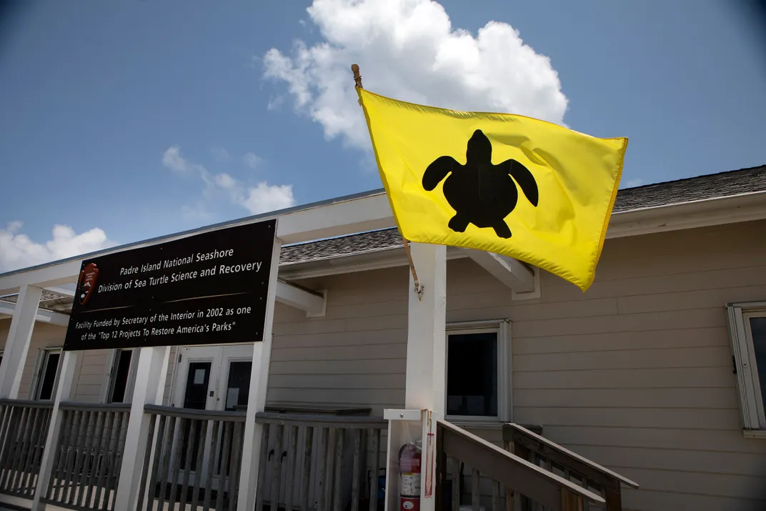 Sea Turtle Flag