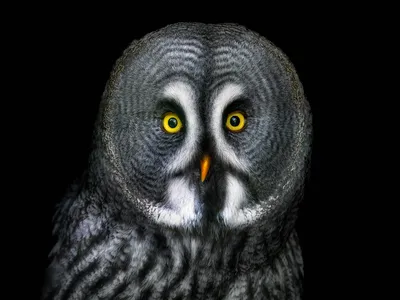 With their eyes nearly front and center, owls don&rsquo;t benefit much from peripheral vision, but their heads can rotate 135 degrees in any direction, giving them a great field of view.