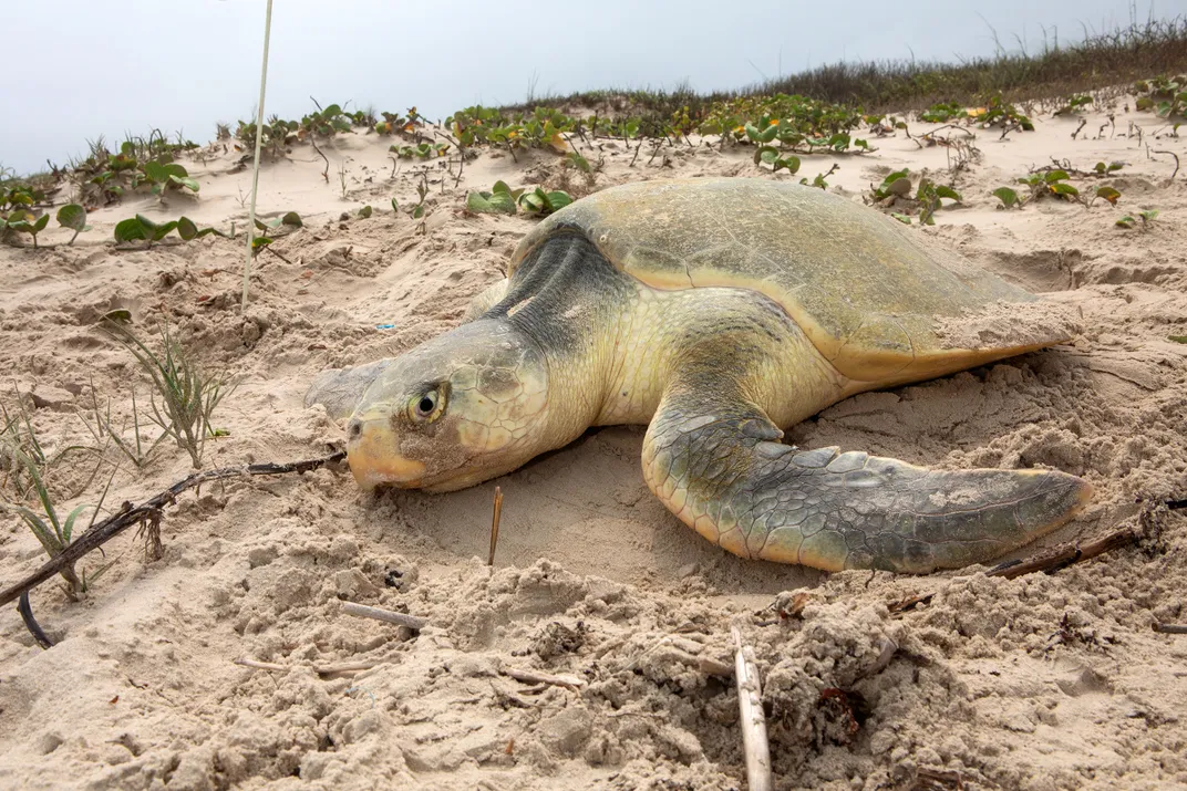 Kemp's Ridley