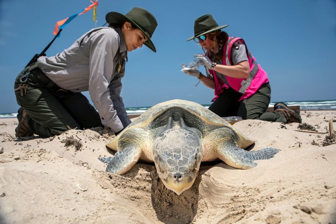 Scientists and Kemp's Ridley