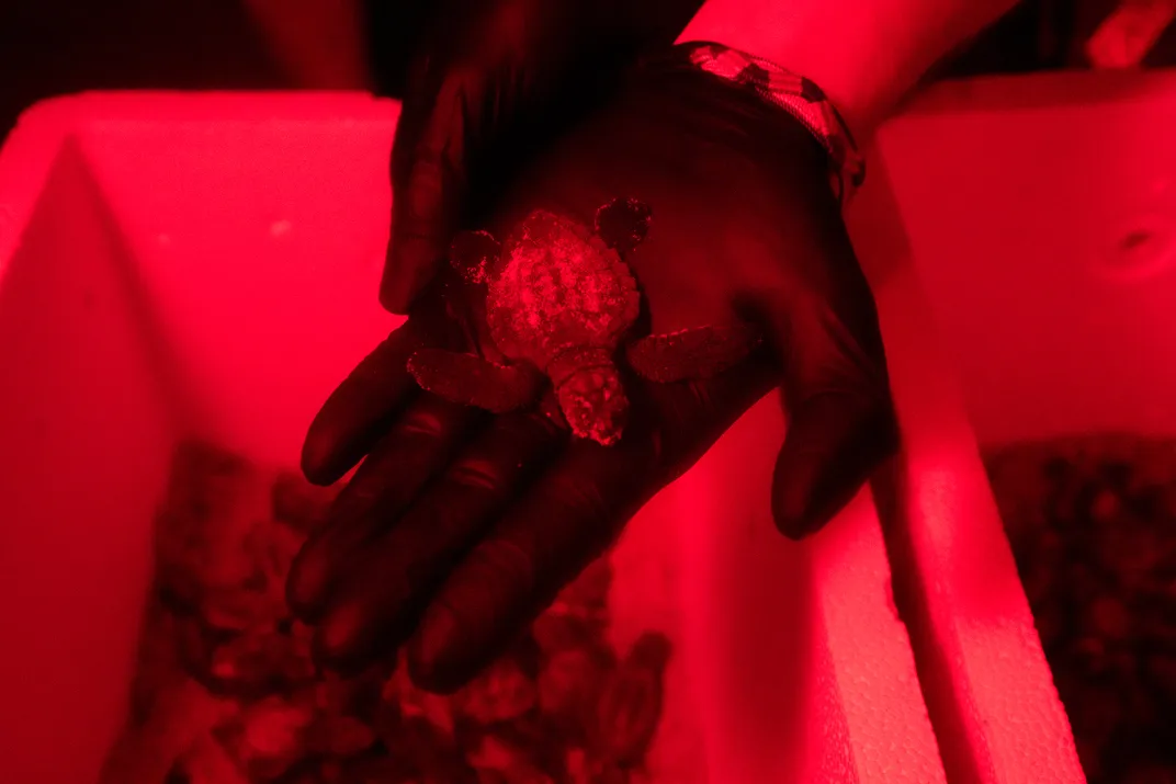 Hatchling Kemp's Ridley in Red Light