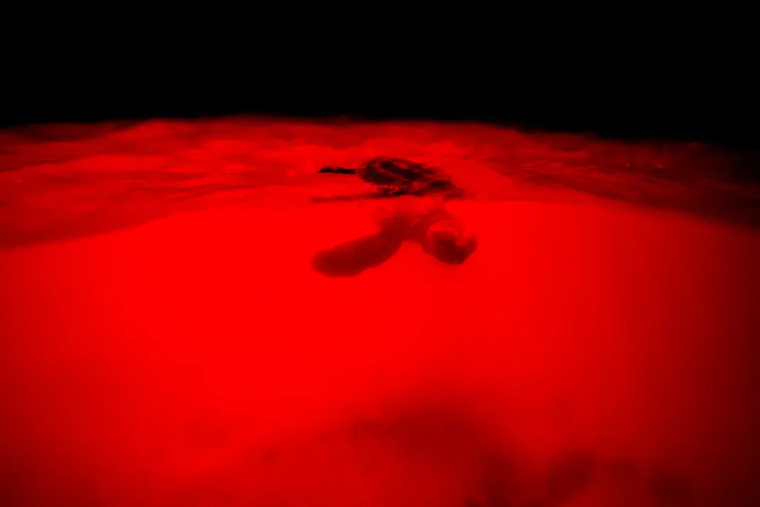 Hatchling Kemp's Ridley Swims