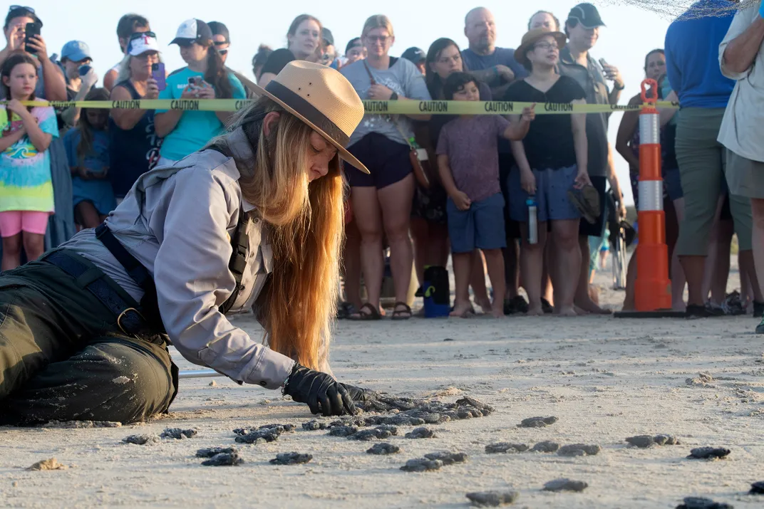 Hatchling Kemp's Ridley Sea Turtles