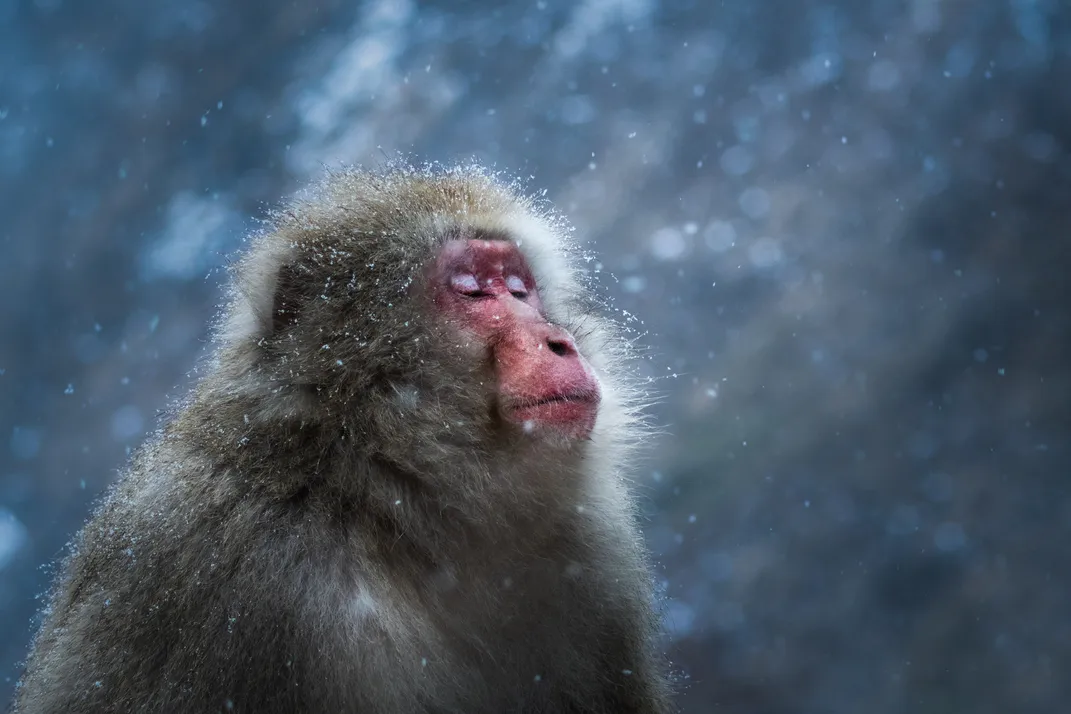 A Japanese macaque