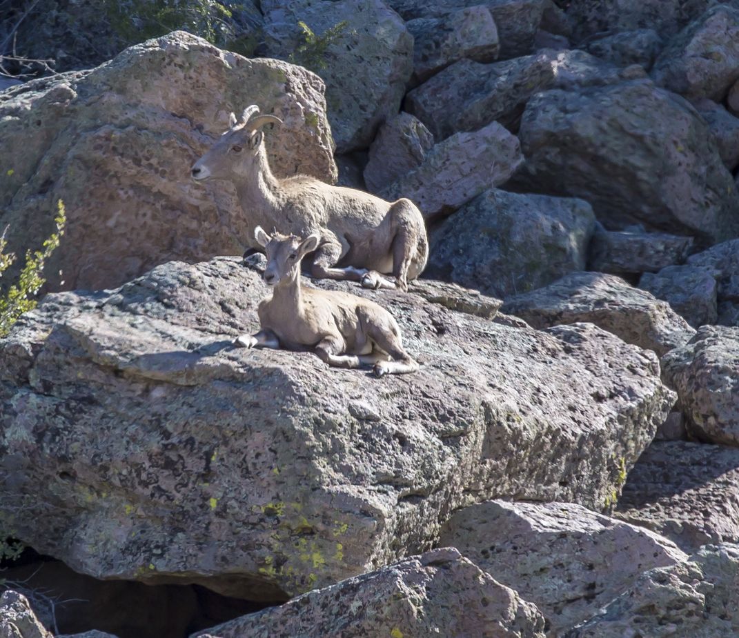 A pair of sheep resting on a rock