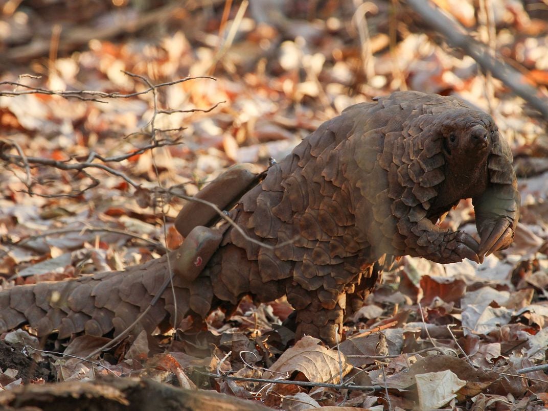 Pangolin