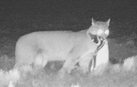 Puma With Penguin