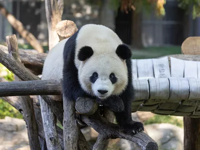 Male giant panda Bao Li plays on a wooden climbing structure. Beginning on January 24, visitors to the National Zoo can finally see Bao Li and Qing Bao in person.