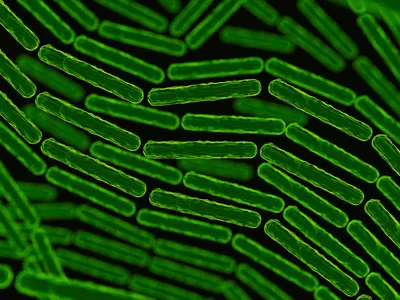 An artistic representation of microorganisms. New research suggests sex may transfer a distinctive microbiome to a person&#39;s partner.