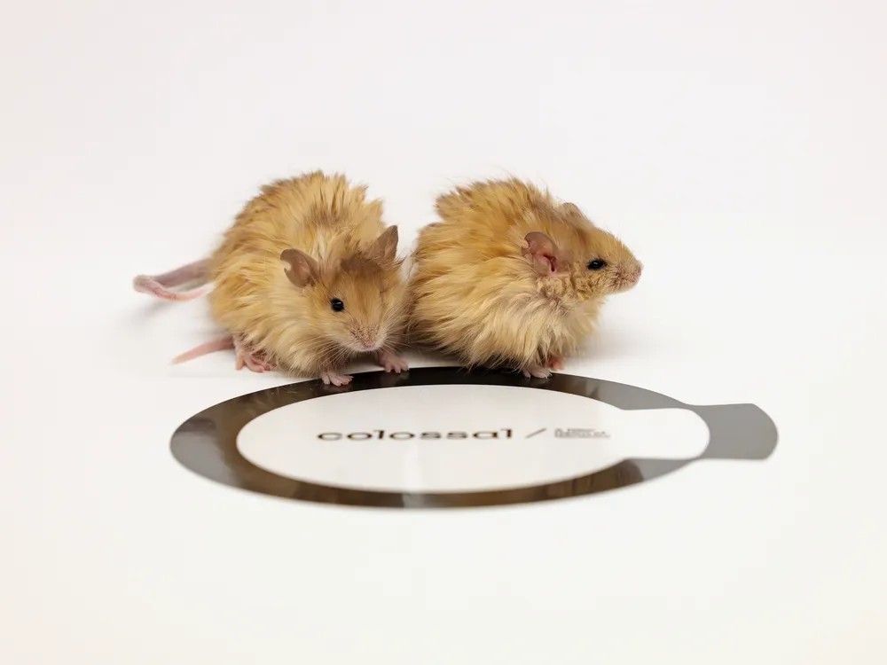 Two mice with long golden hair