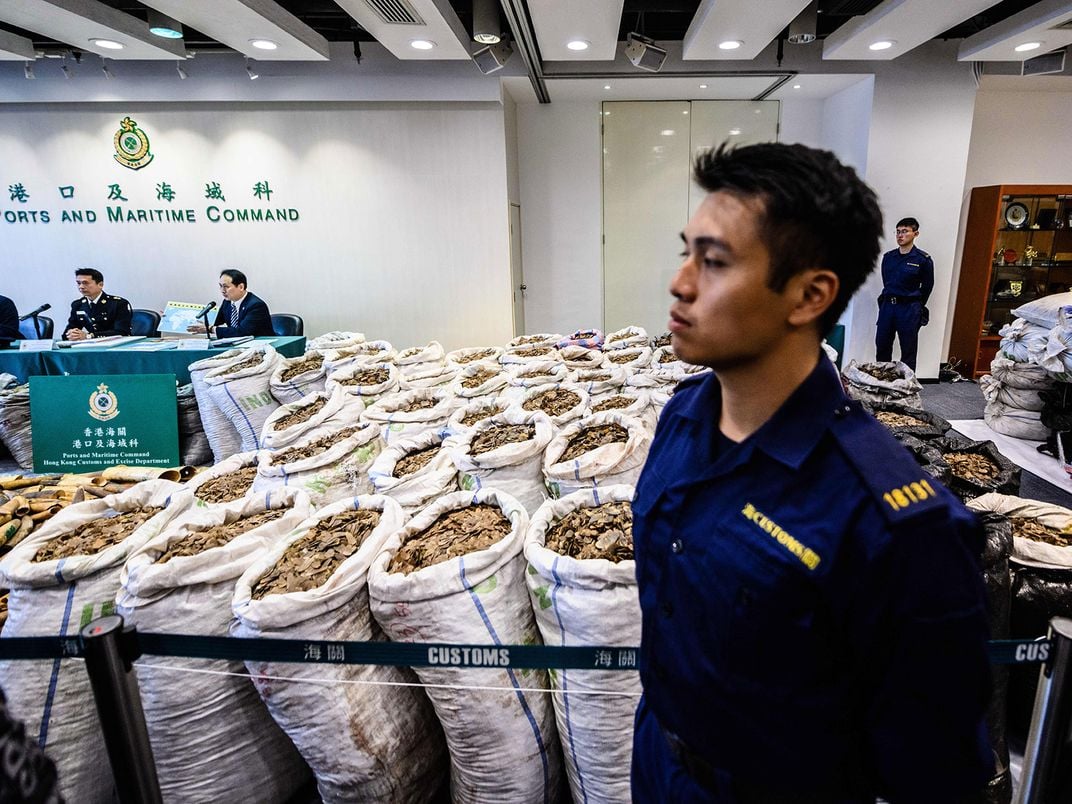 Pangolin Scales And Customs Officer