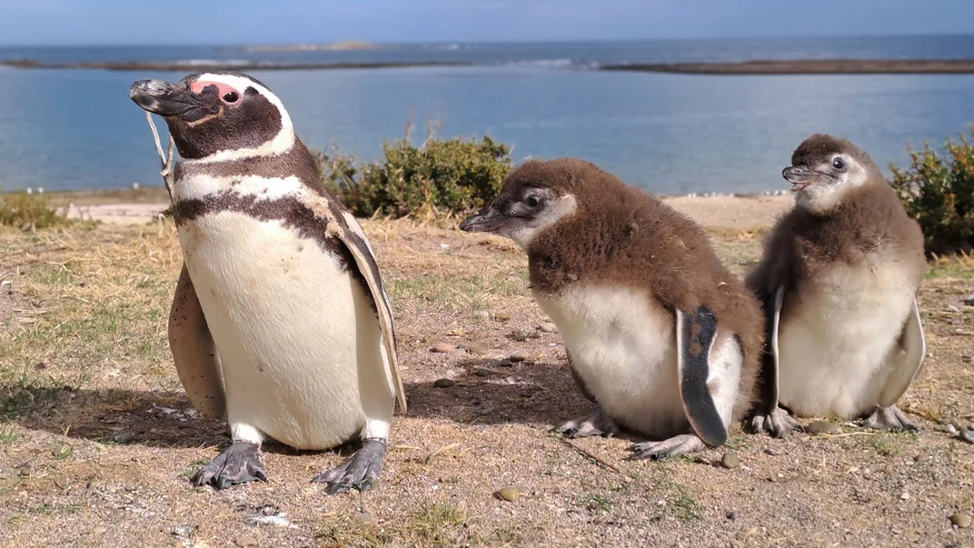 Male Penguin and Chicks