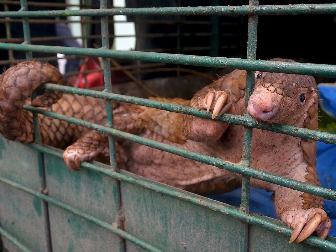 Caged Pangolin