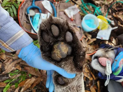 The 166-pound Florida panther is an adult male around ten years old.