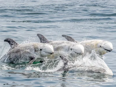 Weighing up to 1,100 pounds, Risso&#39;s dolphins live throughout the world&#39;s temperate and tropical oceans.