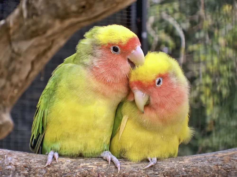 a pair of lovebirds with green and yellow feathers with peach-colored faces sit on a branch and nuzzle each other
