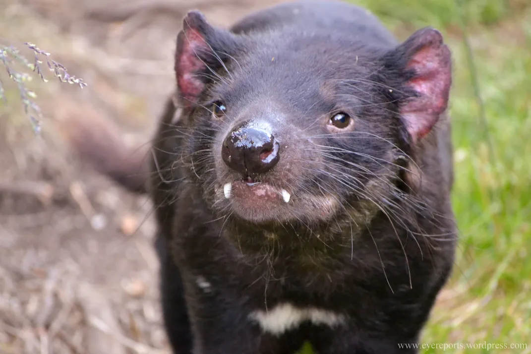a tasmanian devil looks at the camera with two small fangs sticking out of its mouth