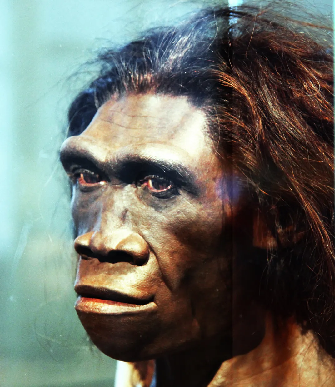 An artistic recreation of Homo erectus