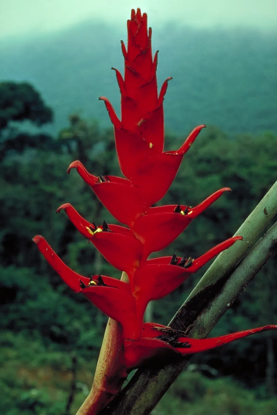 Heliconia plant