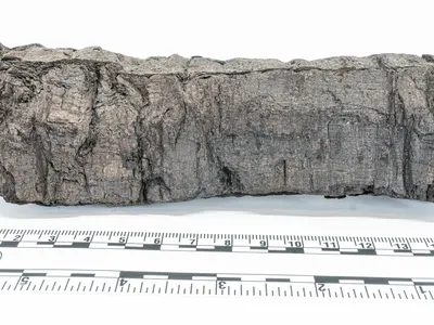 Researchers just revealed previously hidden text from a 2,000-year-old scroll called&nbsp;PHerc. 172, which is housed at the University of Oxford&rsquo;s Bodleian Libraries.