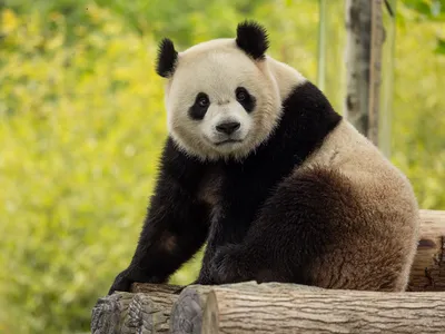 Bao Li, a 2-year-old male, is the son of Bao Bao, who was born at the Zoo in 2013.