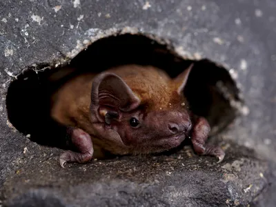 Researchers tracked 71 common noctule bats (Nyctalus noctula) to parse their migration patterns.