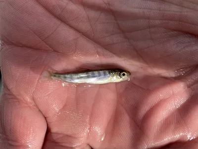In October 2024, scientists created dozens of man-made nests and deposited 300,000 Chinook salmon eggs. Now, those eggs are hatching.