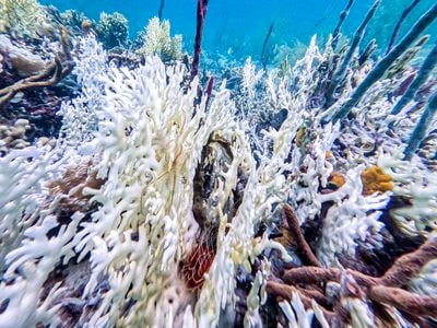 Colorless corals