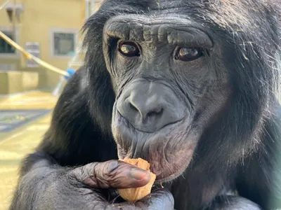 Nyota, a 25-year-old male bonobo at Ape Initiative in Iowa, participated in the study.