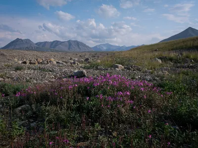 Wildflowers, spongy tundra grass and Brooks Range mountains emerge from the Arctic National Wildlife Refuge on Alaska's North Slope.