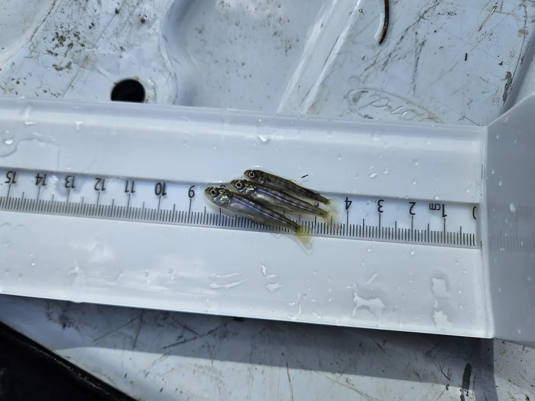 Small fish next to a measuring tape