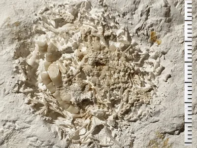 The fossil find, dubbed Danekr&aelig; DK-1295, contains regurgitated fragments of sea lilies.