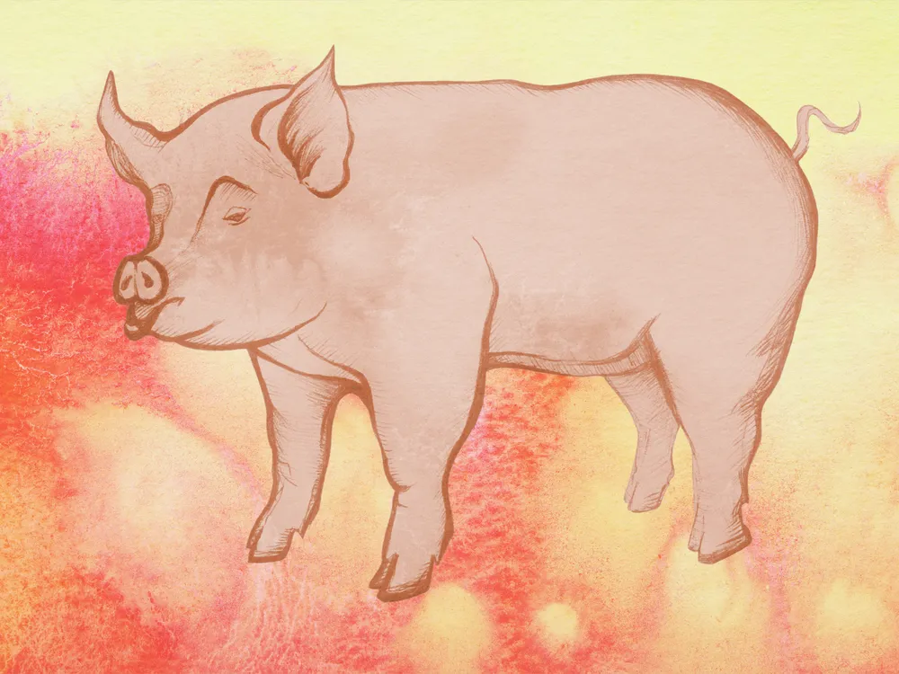 illustration of a pig