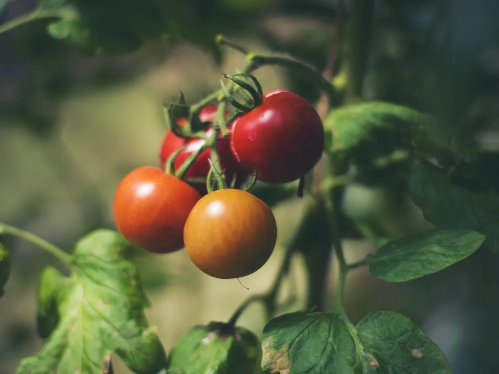 tomatoes on the vine
