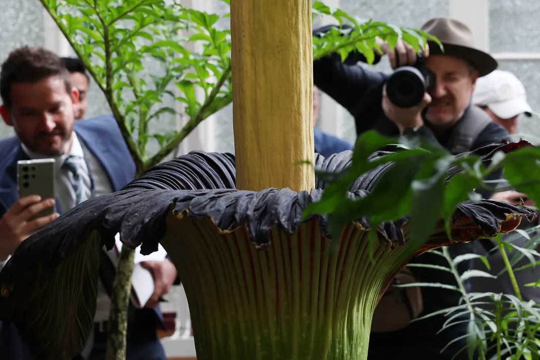 two men take photos of a large and tall flower with a phone and camera