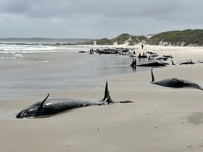A pod of 157 false killer whales washed up on a beach in Tasmania.