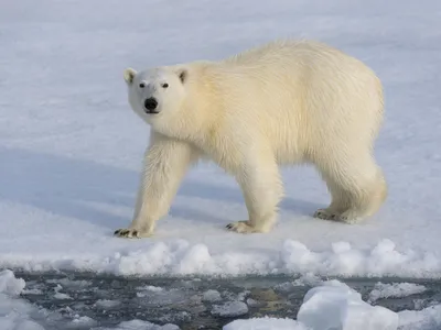 Mother polar bears spend months inside snowy dens with their cubs. Then, the family emerges together in the spring.