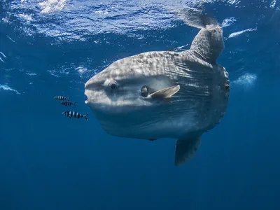 When a Japanese aquarium closed for a six-month renovation project, a sunfish named Mambo stopped eating and began rubbing up against the side of its tank. Aquarists wondered if the creature was lonely. (Mambo is not pictured.)