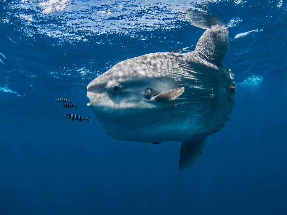 Large grey fish swimming in water next to a few smaller fish