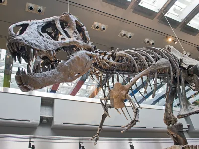 Tyrannosaurus Rex