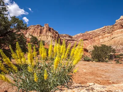 Stanleya pinnata, or &quot;prince&#39;s plume,&quot; takes up large amounts of selenium from the soil.