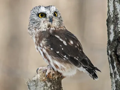A northern saw-whet owl in Canada